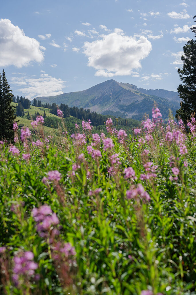 A mountain with wildflowers in Crested Butte, Colorado