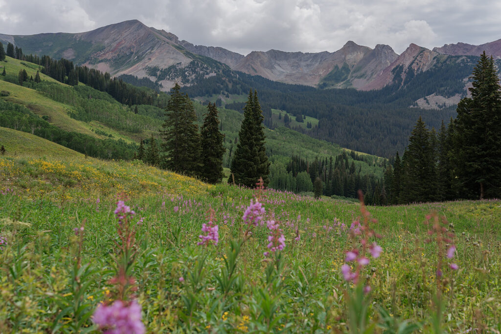 A mountain and wildflower meadow in Crested Butte in July