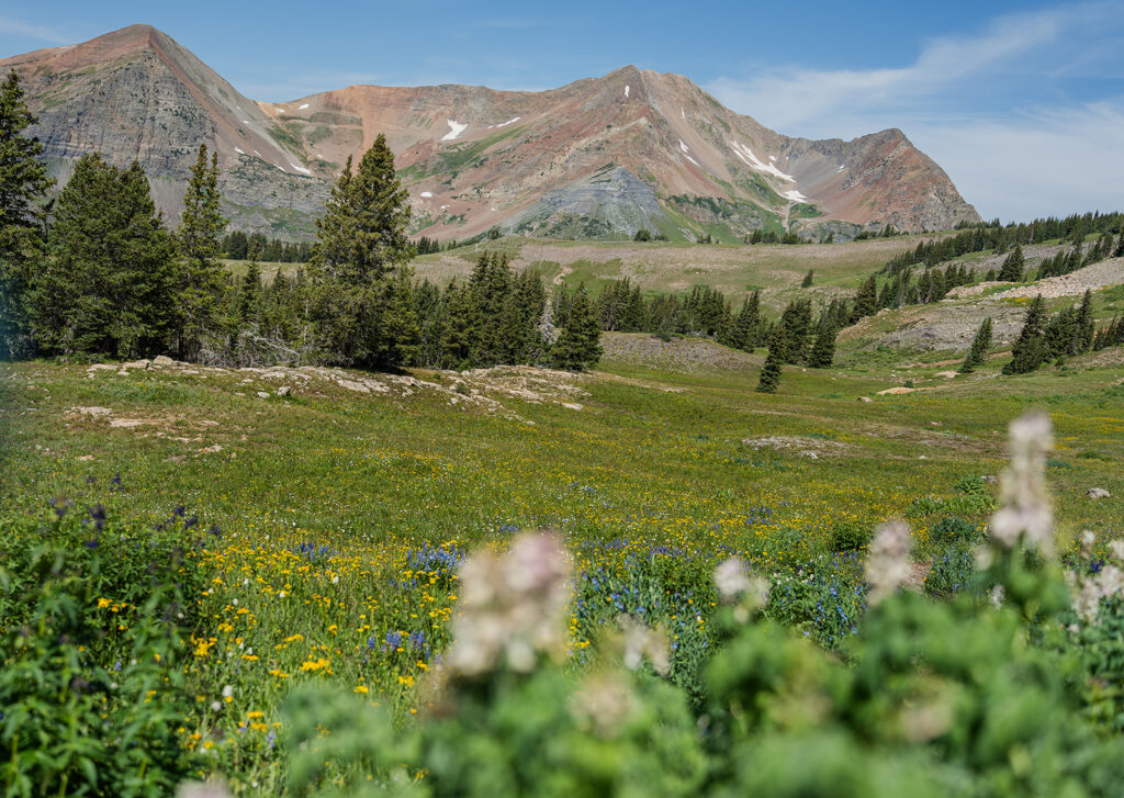 A wildflower meadow with mountains in Crested Butte, Colorado